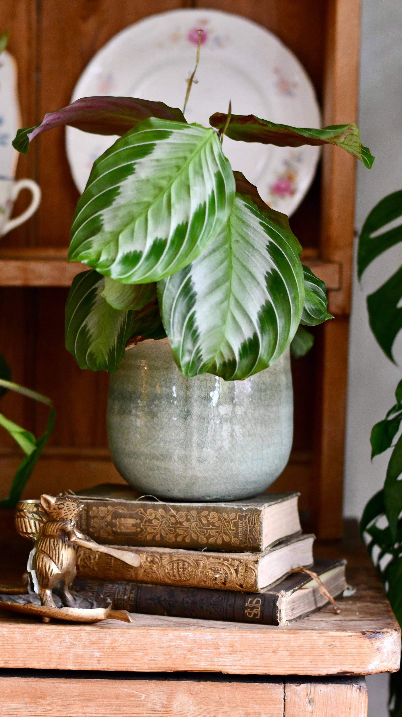 prayer plant silver band Maranta Leuconeura Silver Band | Rare houseplant