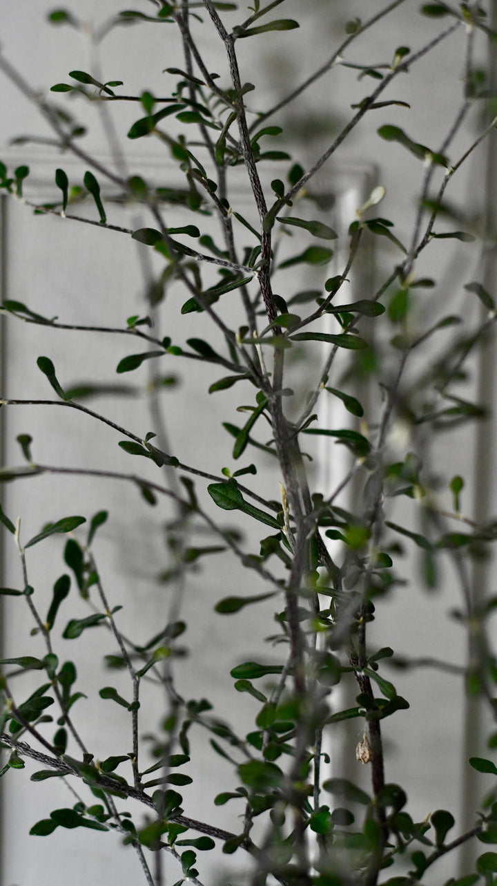 Crassula arborescens undulatifolia | Jade Bonsai