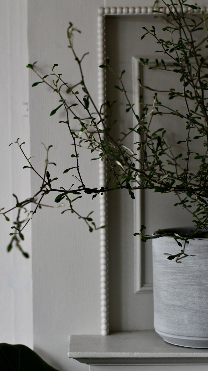 corokia cotoneaster bonsai Crassula arborescens undulatifolia | Jade Bonsai