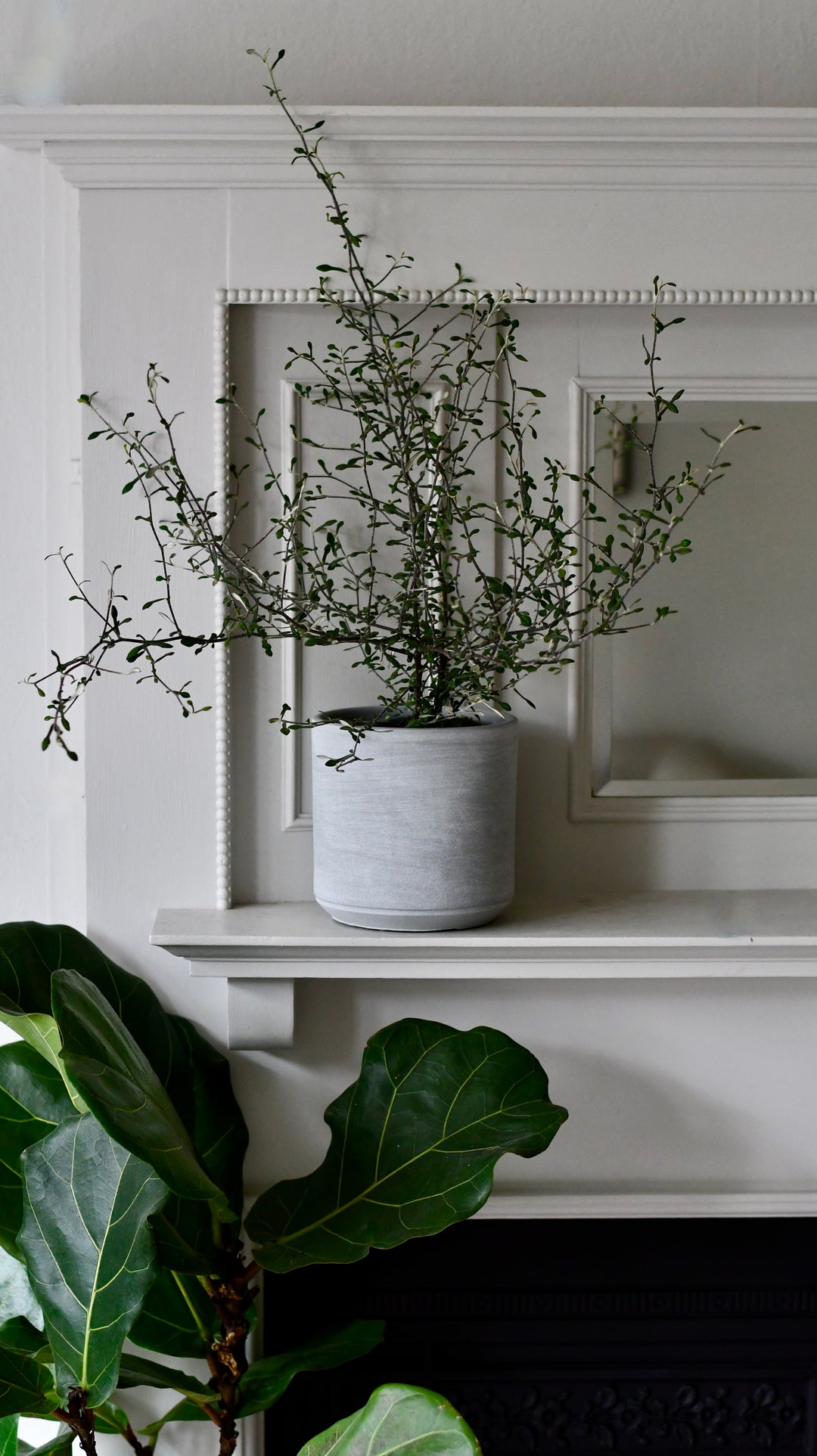 corokia cotoneaster plant Crassula arborescens undulatifolia | Jade Bonsai