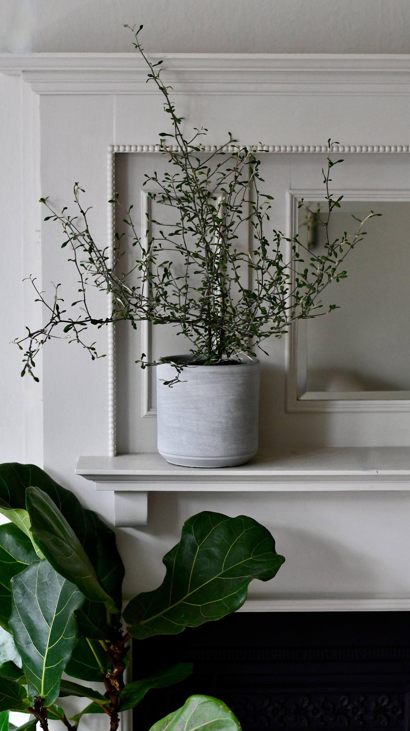 Corokia Cotoneaster or Wire Netting Bush Bonsai