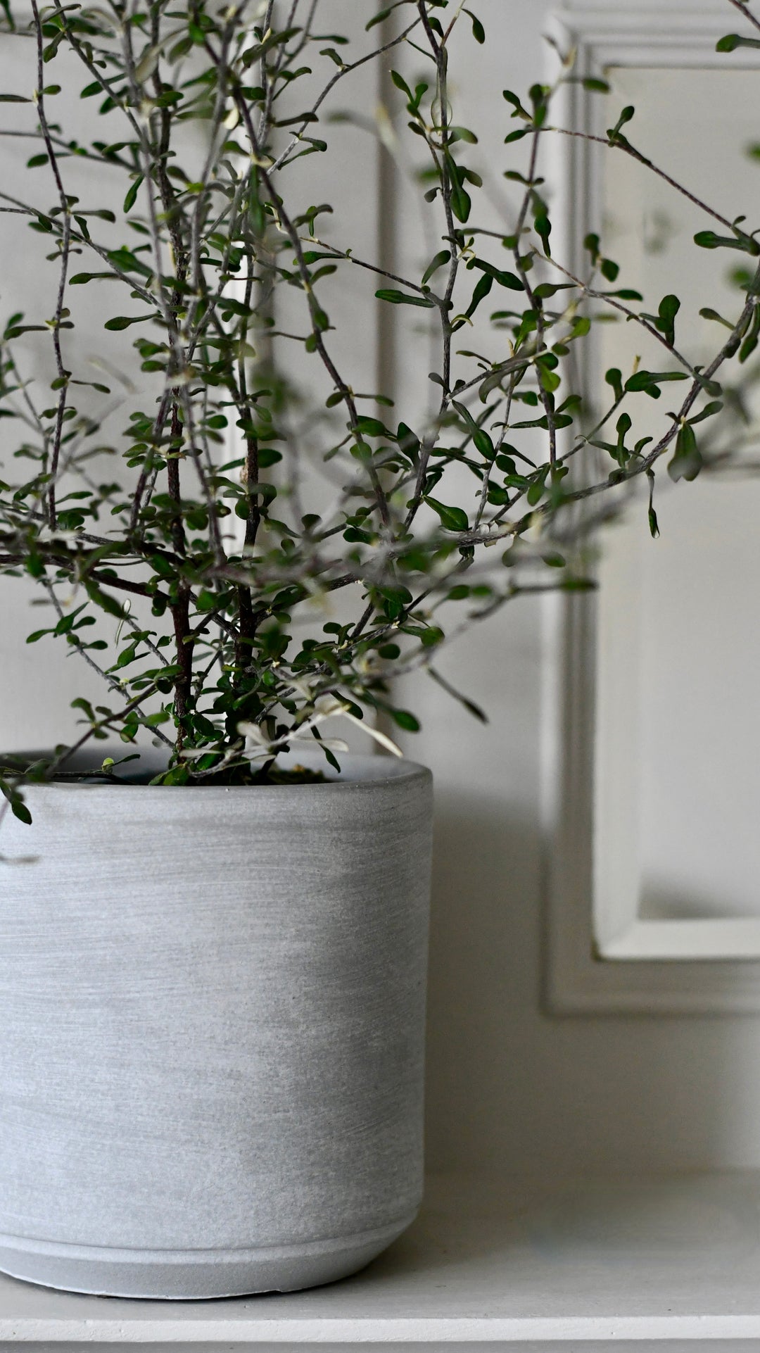 corokia cotoneaster bonsai Corokia Cotoneaster or Wire Netting Bush Bonsai