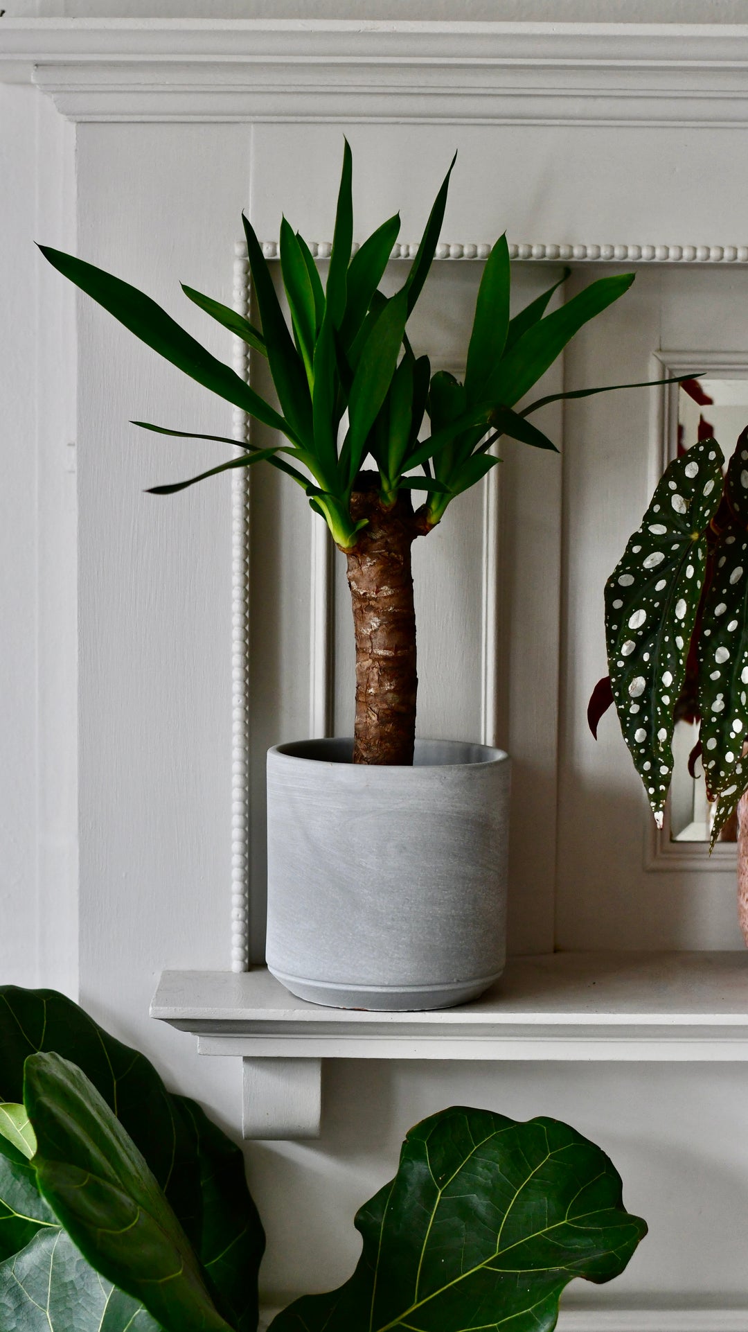 can a yucca plant live in a bathroom Yucca Elephatipes