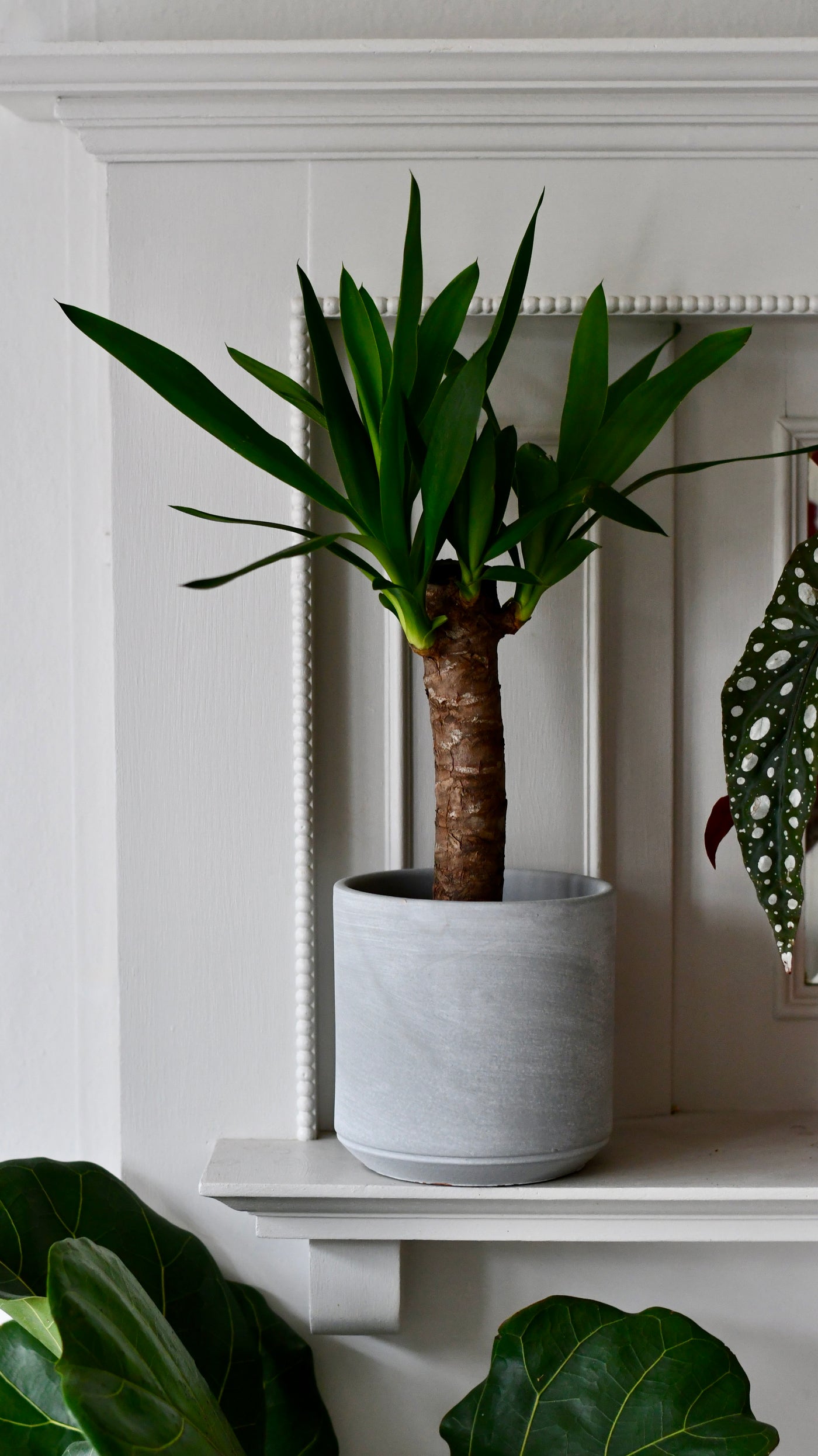 yucca house plant Yucca Elephatipes