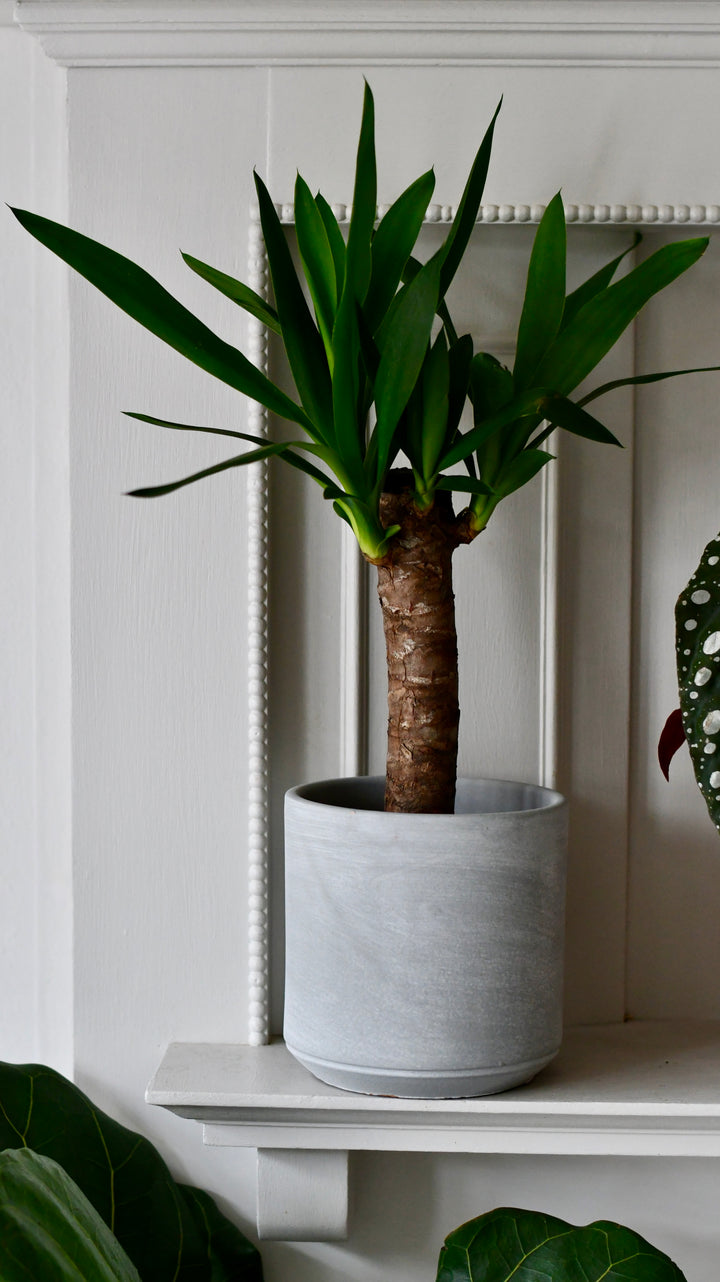 yucca plant pot Yucca Elephatipes