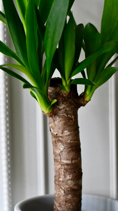 Yucca Elephatipes - Spineless Yucca