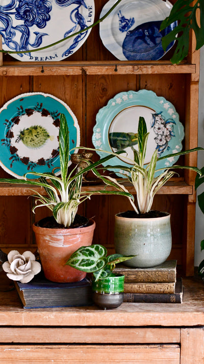 Aglaonema Zebra Feathers