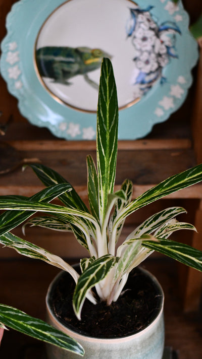 Aglaonema Zebra Feathers
