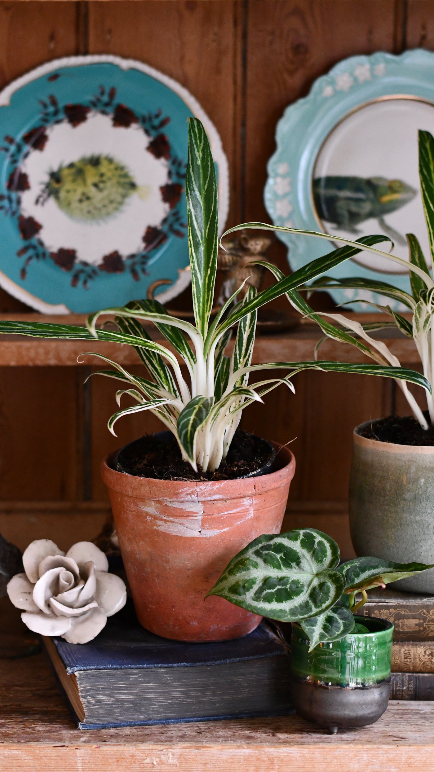 Aglaonema Zebra Feathers