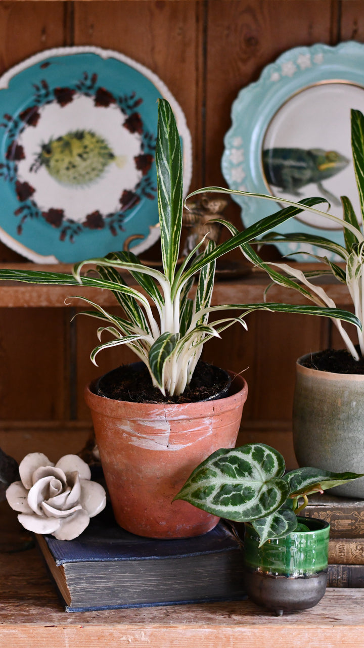 aglaonema zebra Aglaonema Zebra Feathers | Rare Houseplants
