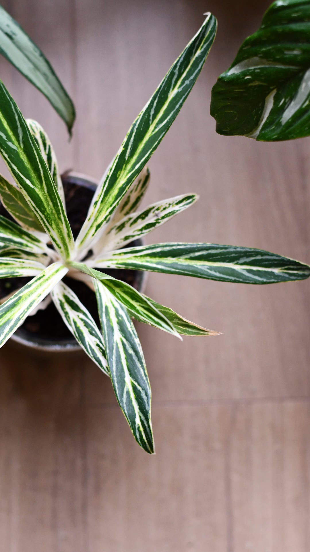aglaonema feather stripes Aglaonema Zebra Feathers | Rare Houseplants