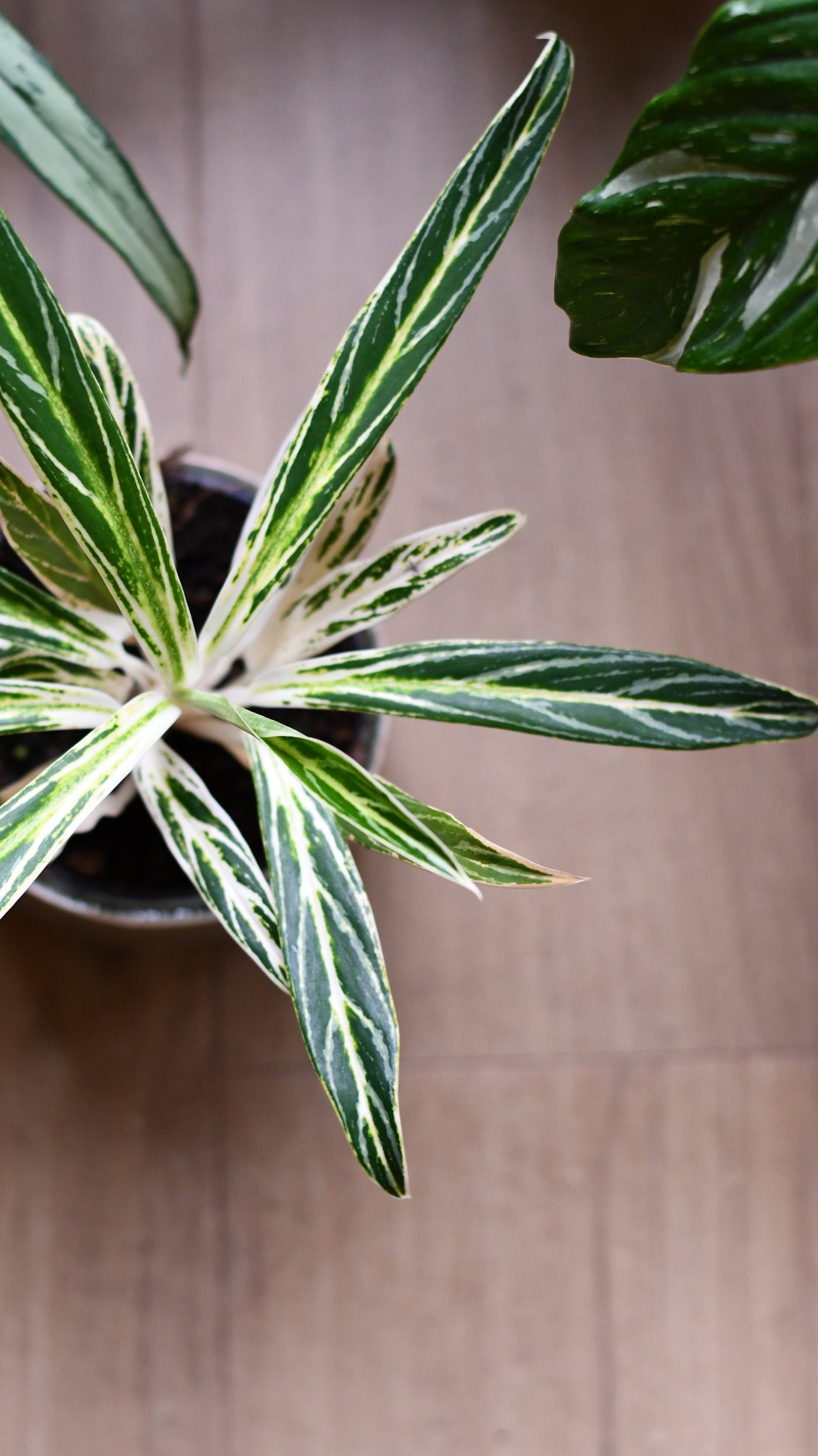 Aglaonema Zebra Feathers
