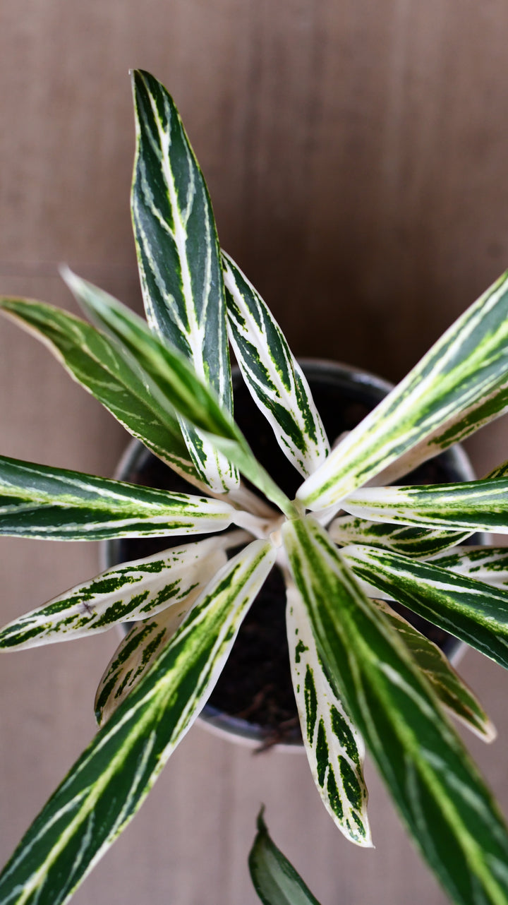 aglaonema feather stripes Aglaonema Zebra Feathers | Rare Houseplants