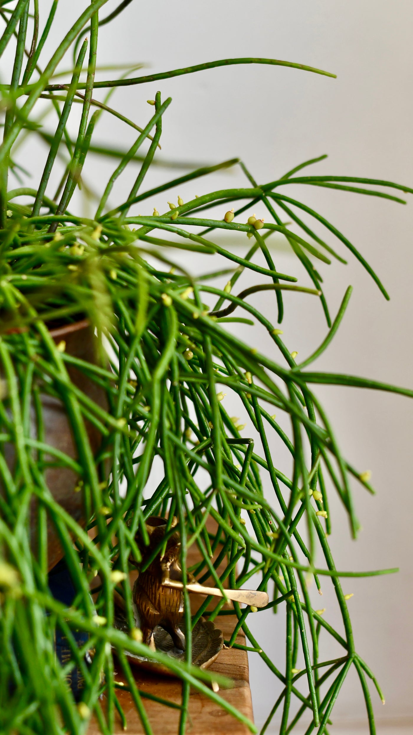 Rhipsalis baccifera, Mistletoe Cactus