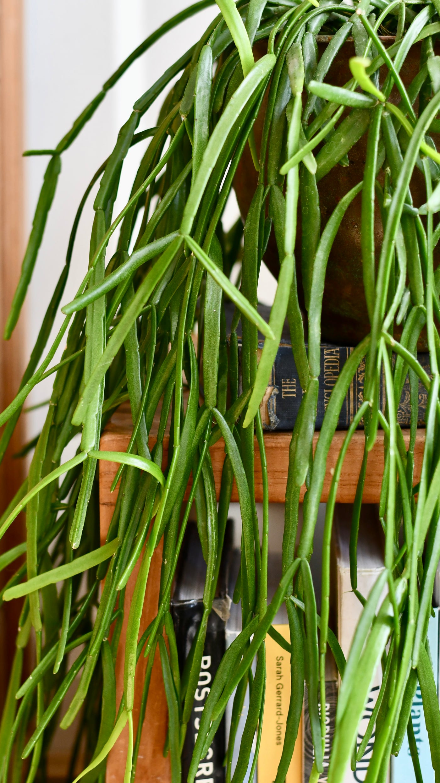 Rhipsalis Trigona