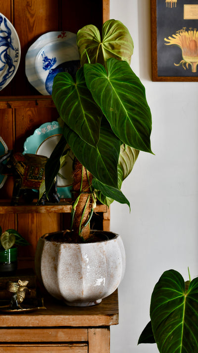 Philodendron Splendid (Verrucosum x Melanochrysum Hybrid)