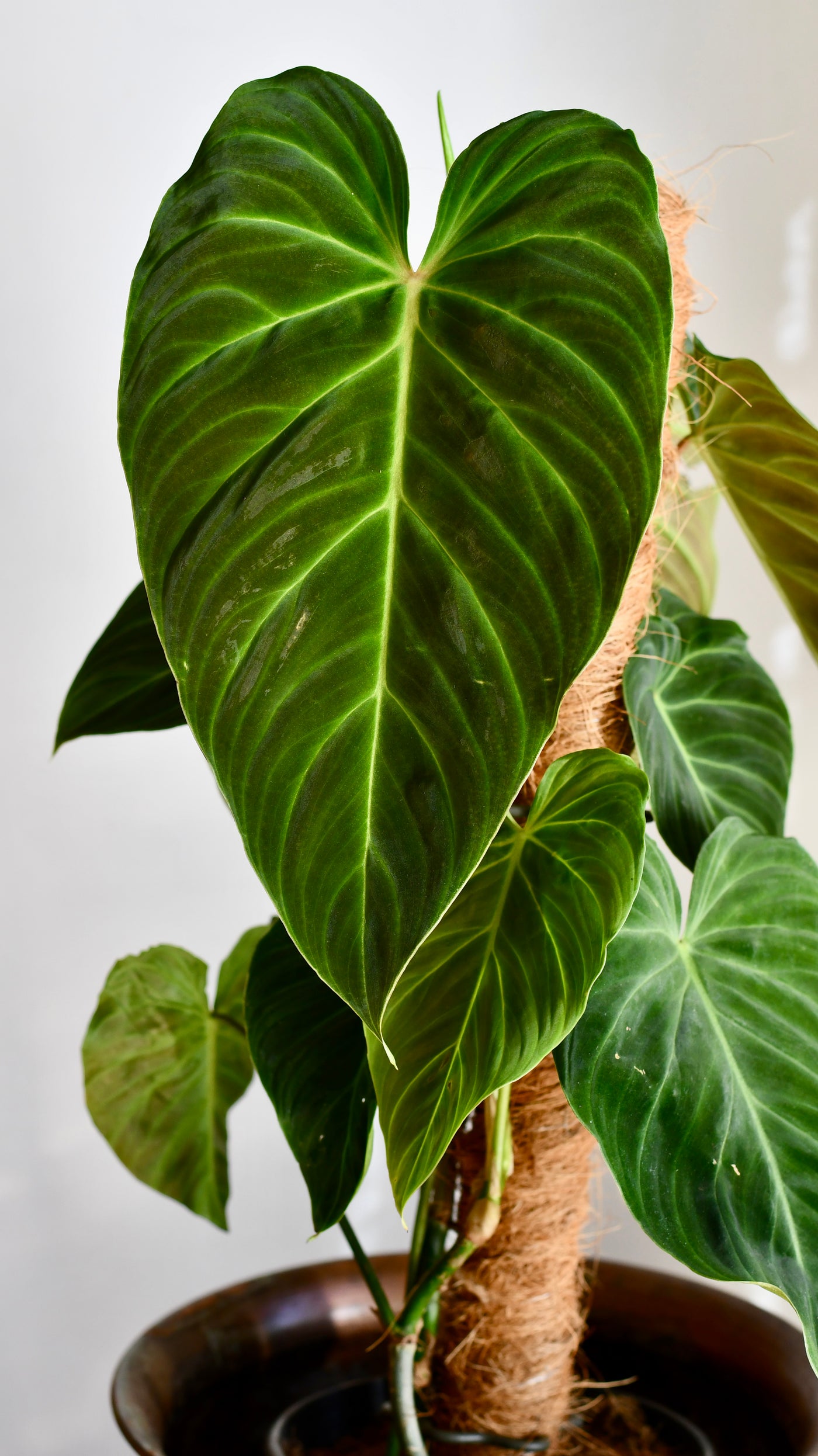 Philodendron Splendid (Verrucosum x Melanochrysum Hybrid)