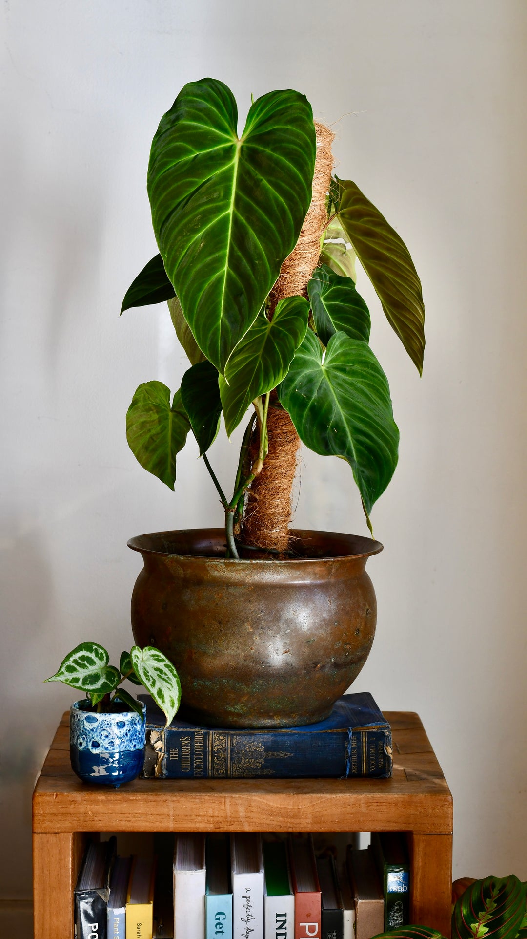 philodendron encyclopedia Philodendron Splendid | Verrucosum x melanochrysum hybrid