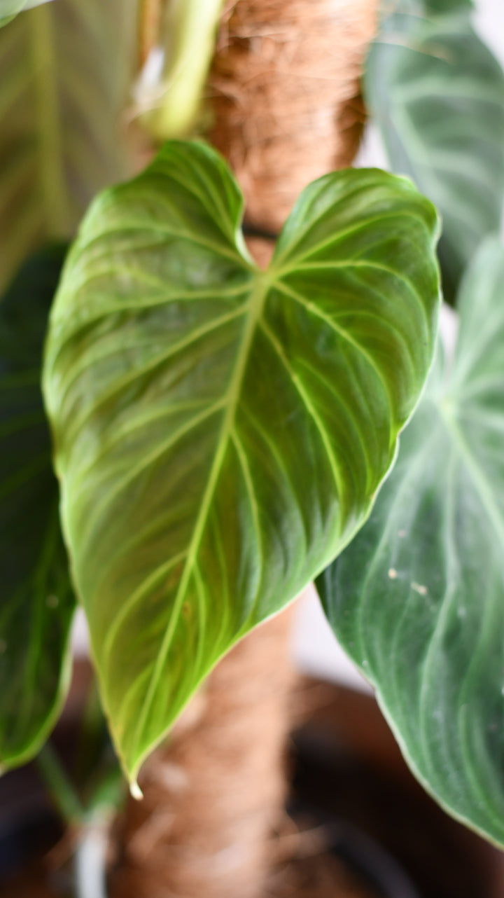 Philodendron Splendid | Verrucosum x melanochrysum hybrid | Happy  Houseplants  Happy Houseplants