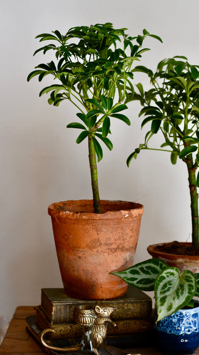 Schefflera Indoor Bonsai Tree