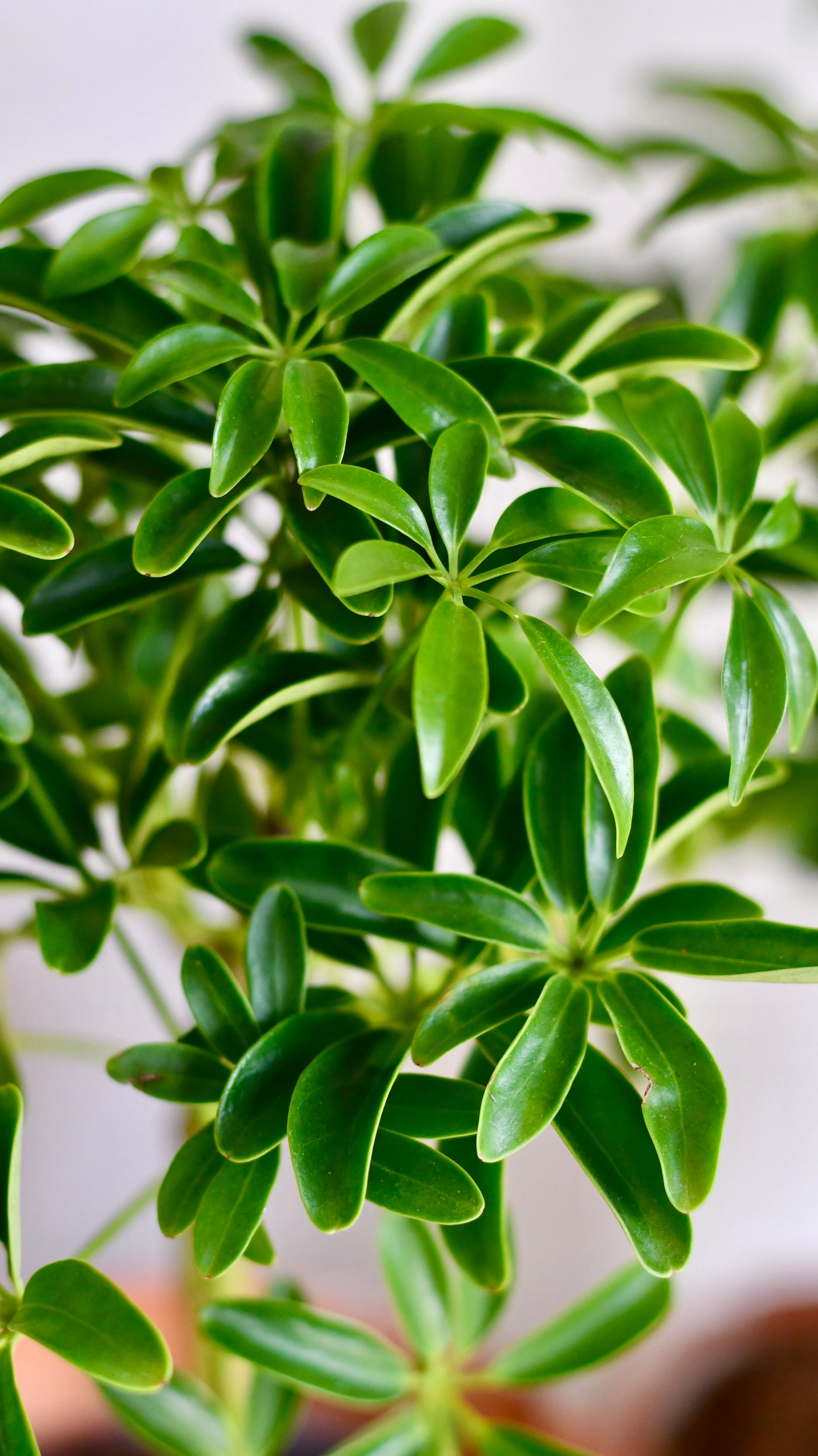 Schefflera Indoor Bonsai Tree