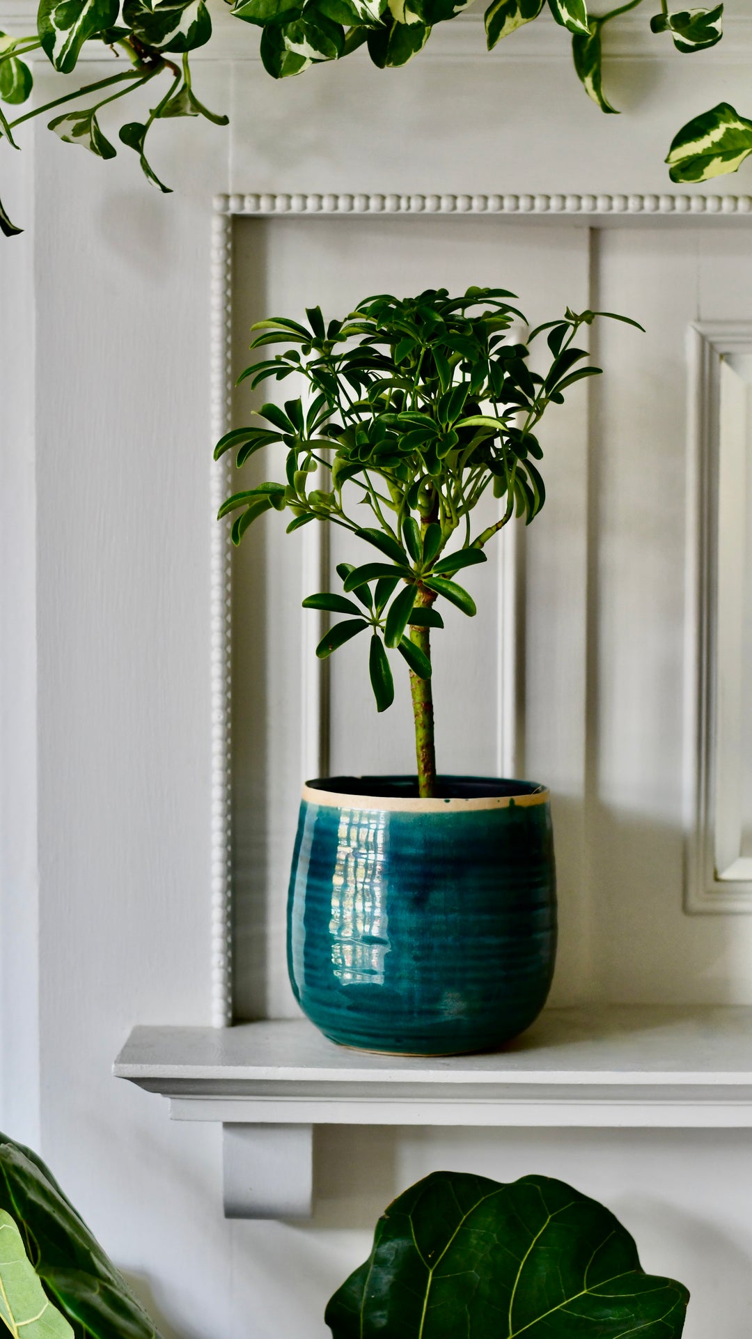 house plants umbrella plant Schefflera indoor bonsai tree