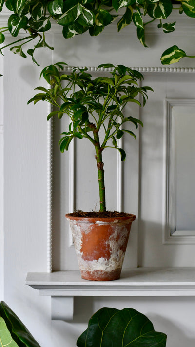 Schefflera Indoor Bonsai Tree