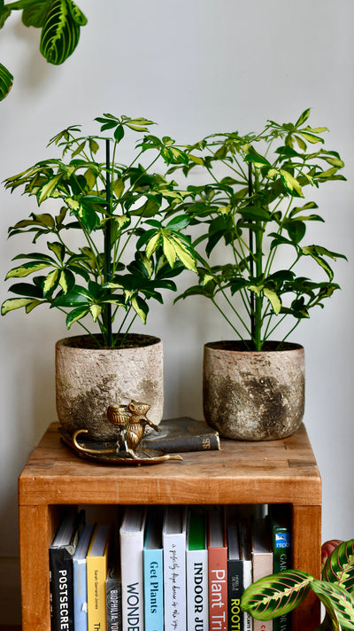 Small Umbrella Tree | Schefflera Gold Capella