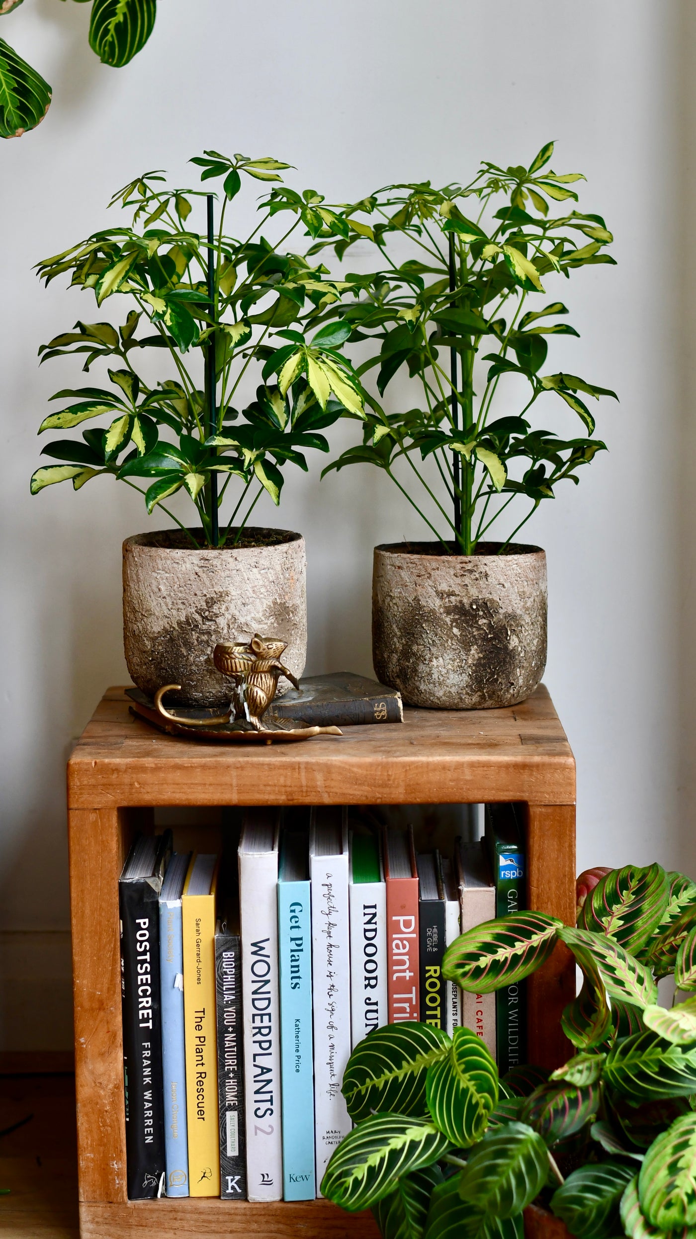 Small Umbrella Tree | Schefflera Gold Capella