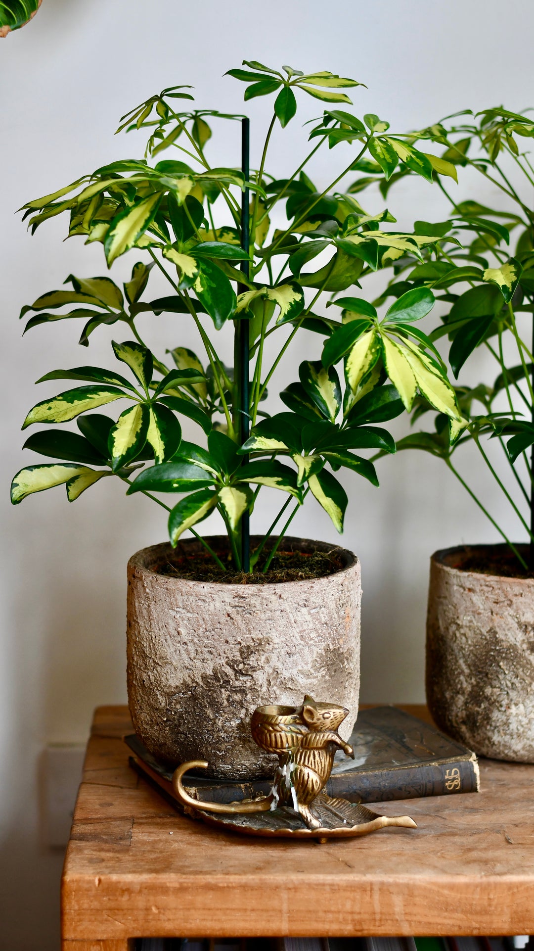 indoor plants umbrella tree Umbrella Plant | Schefflera