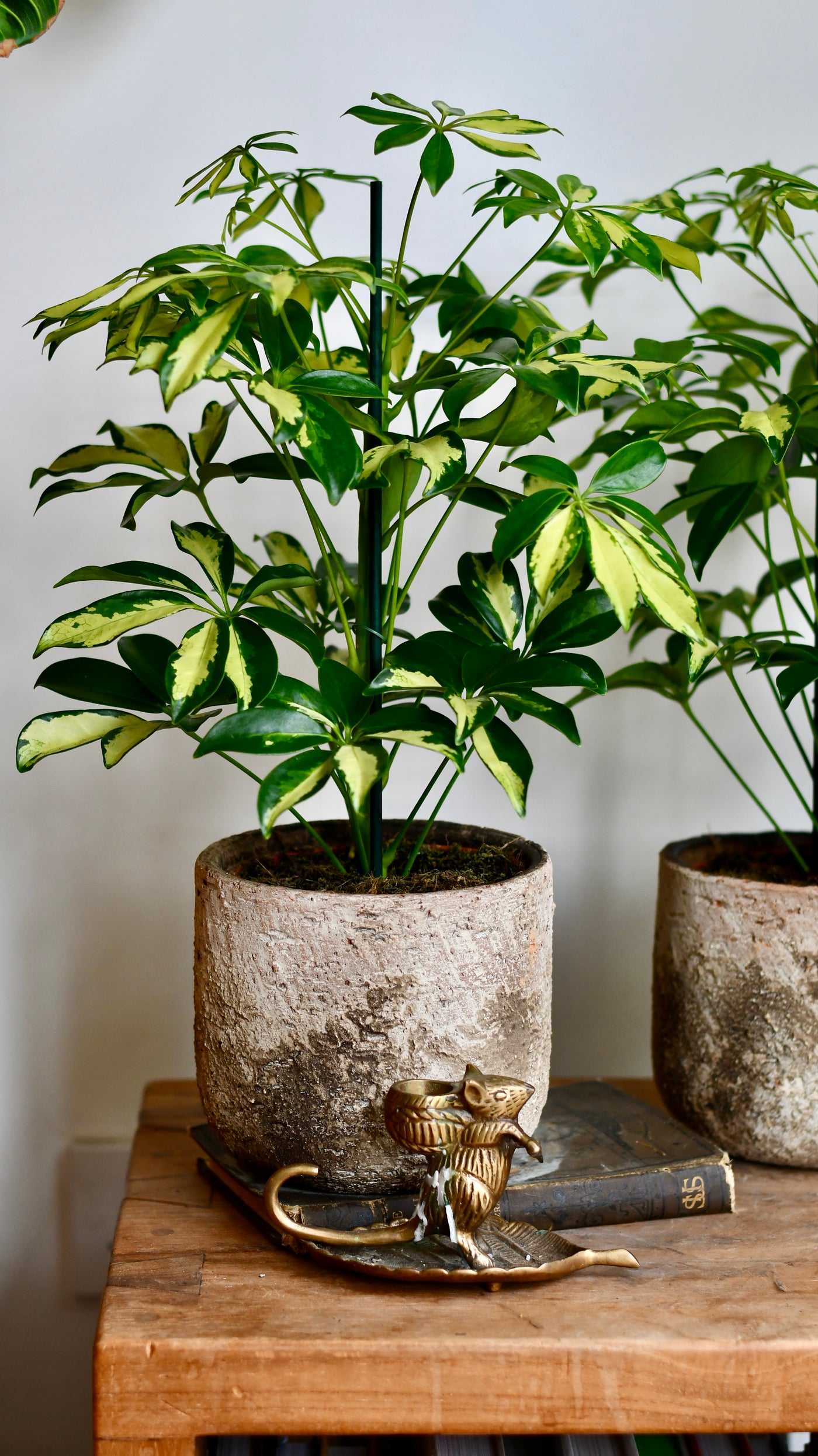 Small Umbrella Tree | Schefflera Gold Capella