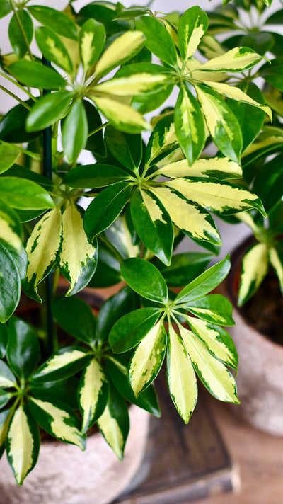 Small Umbrella Tree | Schefflera Gold Capella