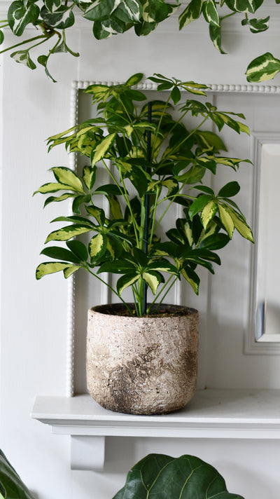 Small Umbrella Tree | Schefflera Gold Capella