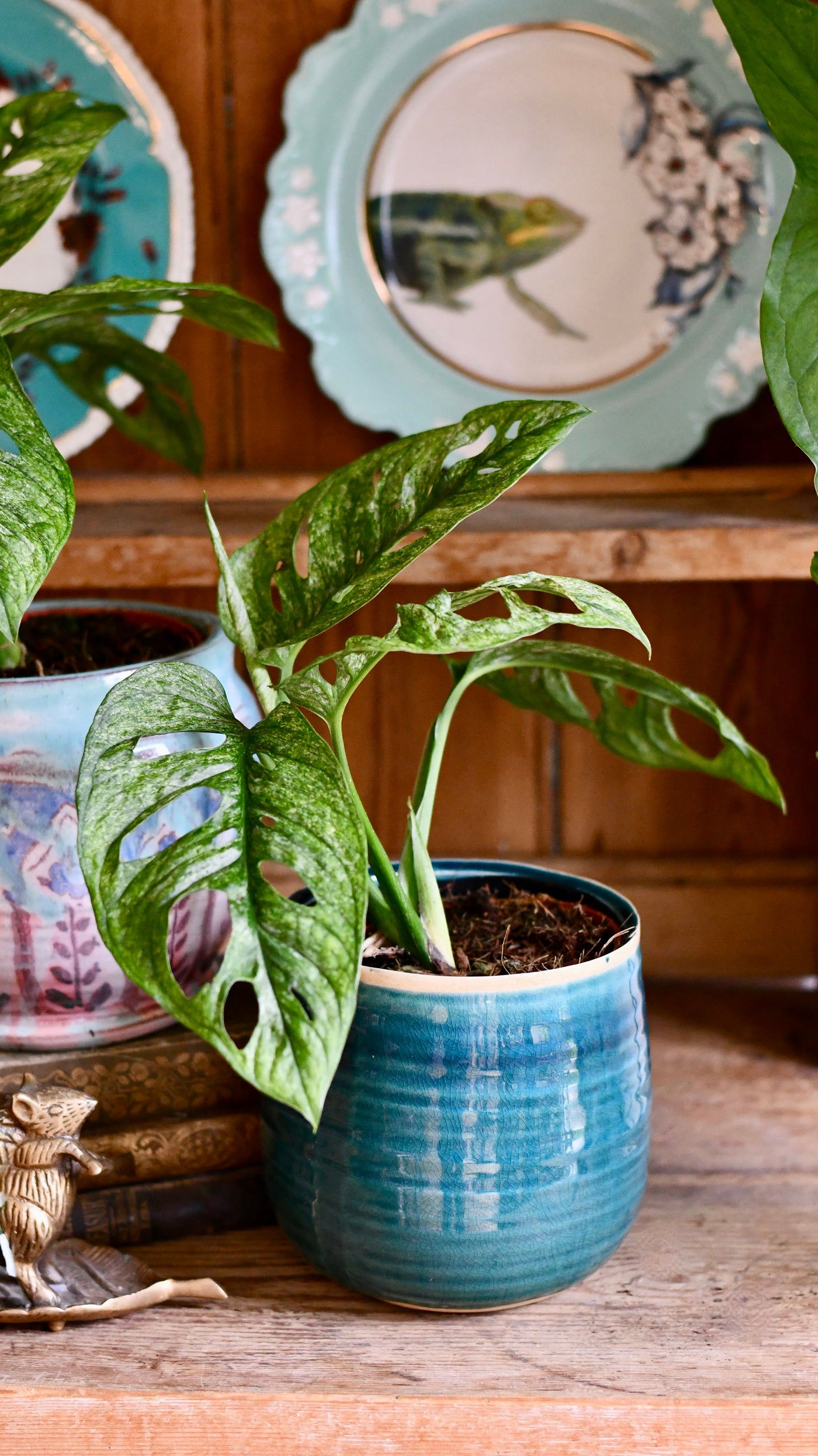 monstera adansonii mini Monstera Adansonii Mint | Adanson's monstera Mint