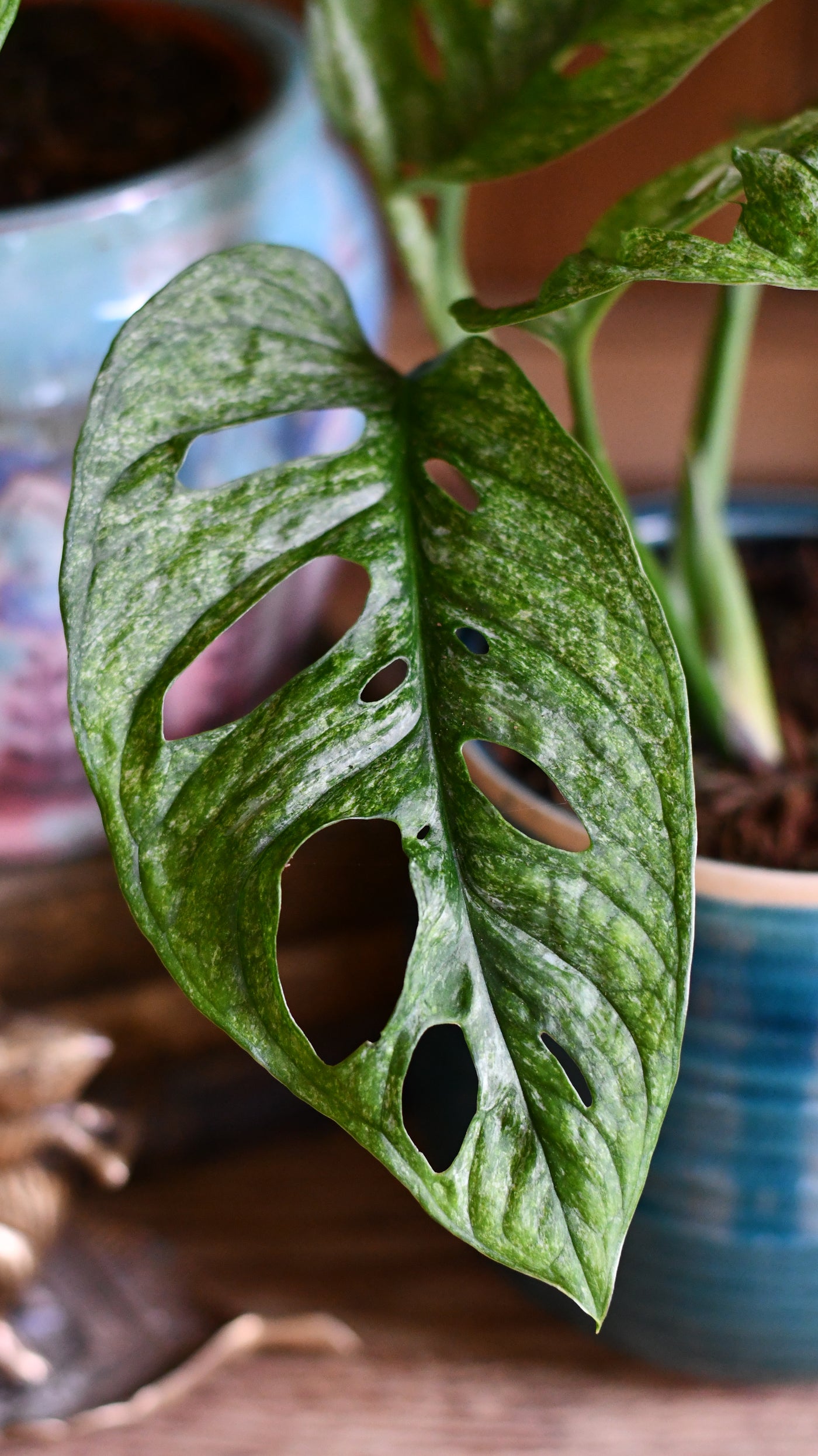 Monstera Adansonii Mint | Adanson's monstera  Mint | Swiss cheese plant Mint