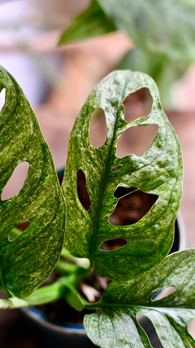 Monstera Adansonii Mint | Adanson's monstera  Mint | Swiss cheese plant Mint