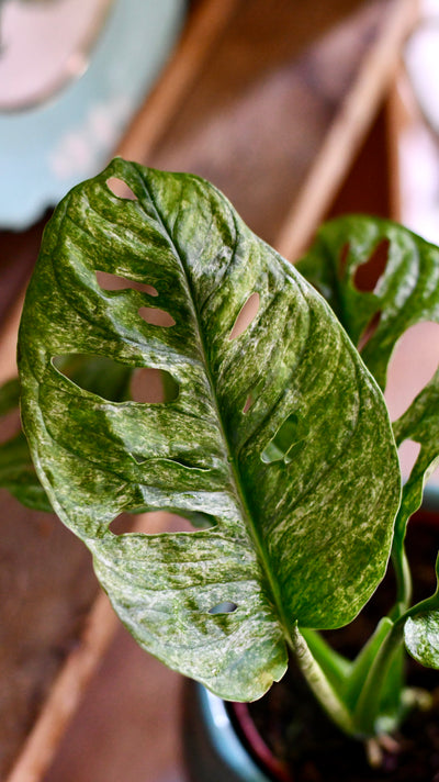 Monstera Adansonii Mint | Adanson's monstera  Mint | Swiss cheese plant Mint