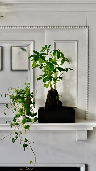 Schefflera on Lava Rock | Schefflera Bonsai Tree