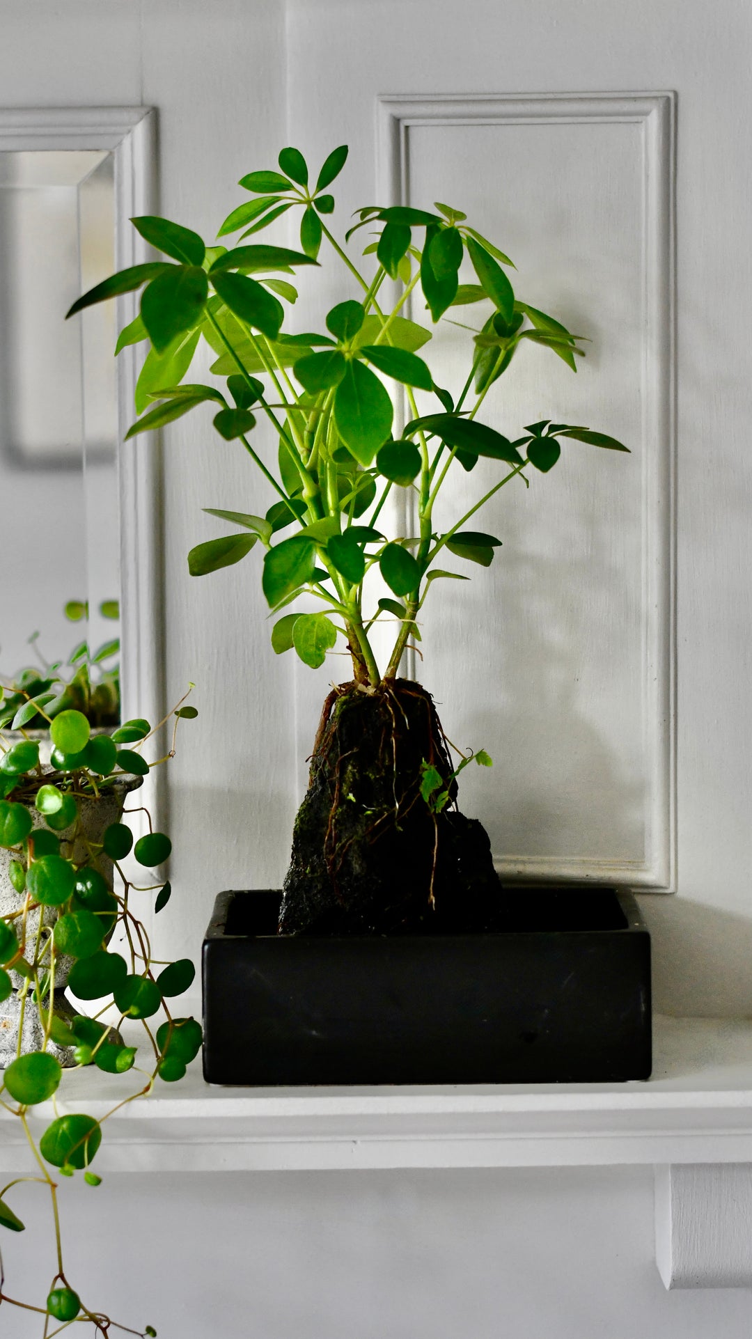 hawaiian umbrella bonsai tree in lava rock Schefflera on Lava Rock