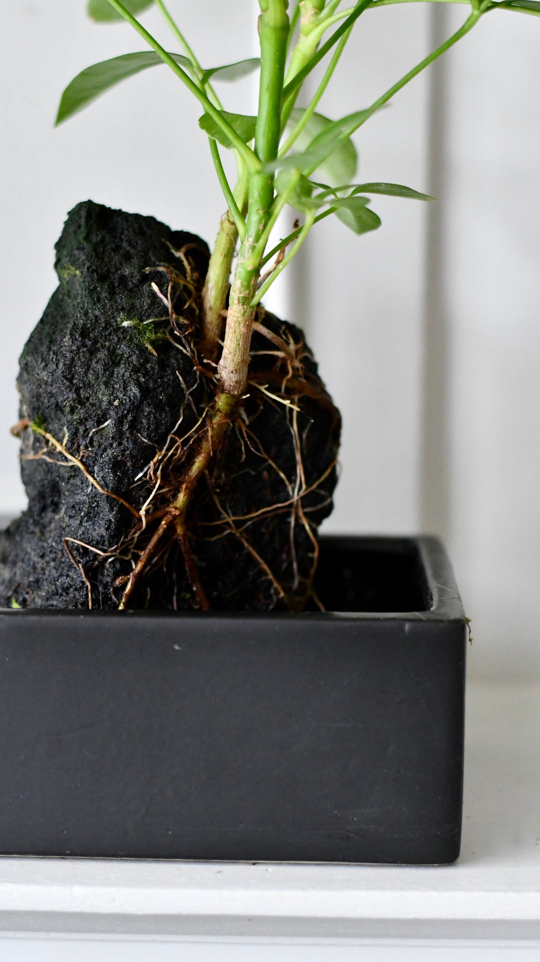 hawaiian umbrella bonsai tree in lava rock Schefflera on Lava Rock