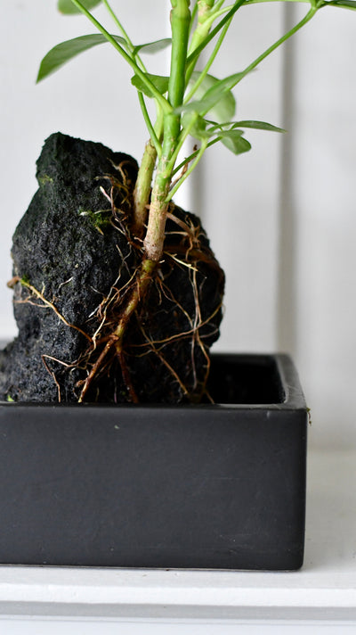 Schefflera on Lava Rock | Schefflera Bonsai Tree