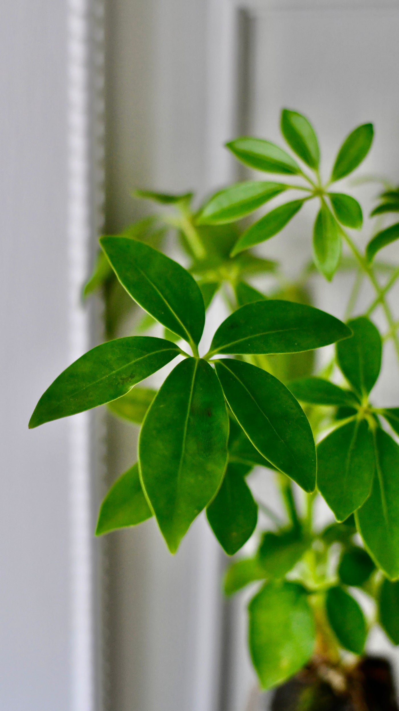 Schefflera on Lava Rock | Schefflera Bonsai Tree