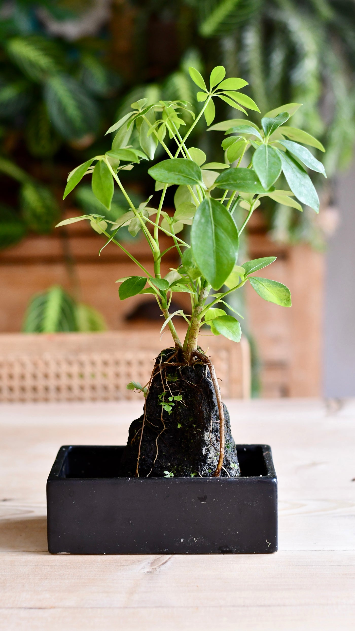 Schefflera on Lava Rock | Schefflera Bonsai Tree