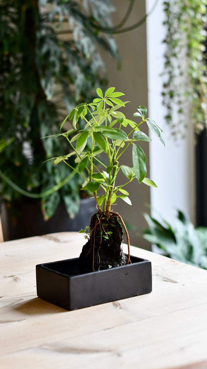 schefflera bonsai tree Schefflera on Lava Rock