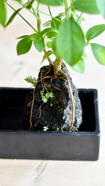 Schefflera on Lava Rock | Schefflera Bonsai Tree