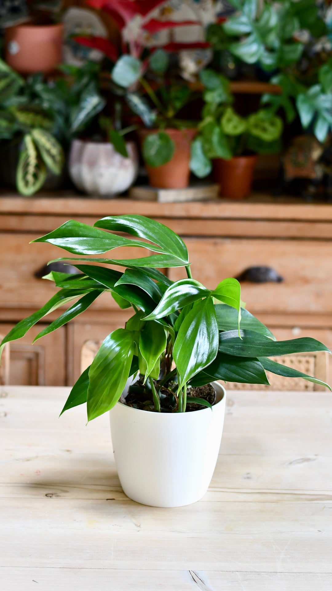 Epipremnum pinnatum | Dragon Tail Plant