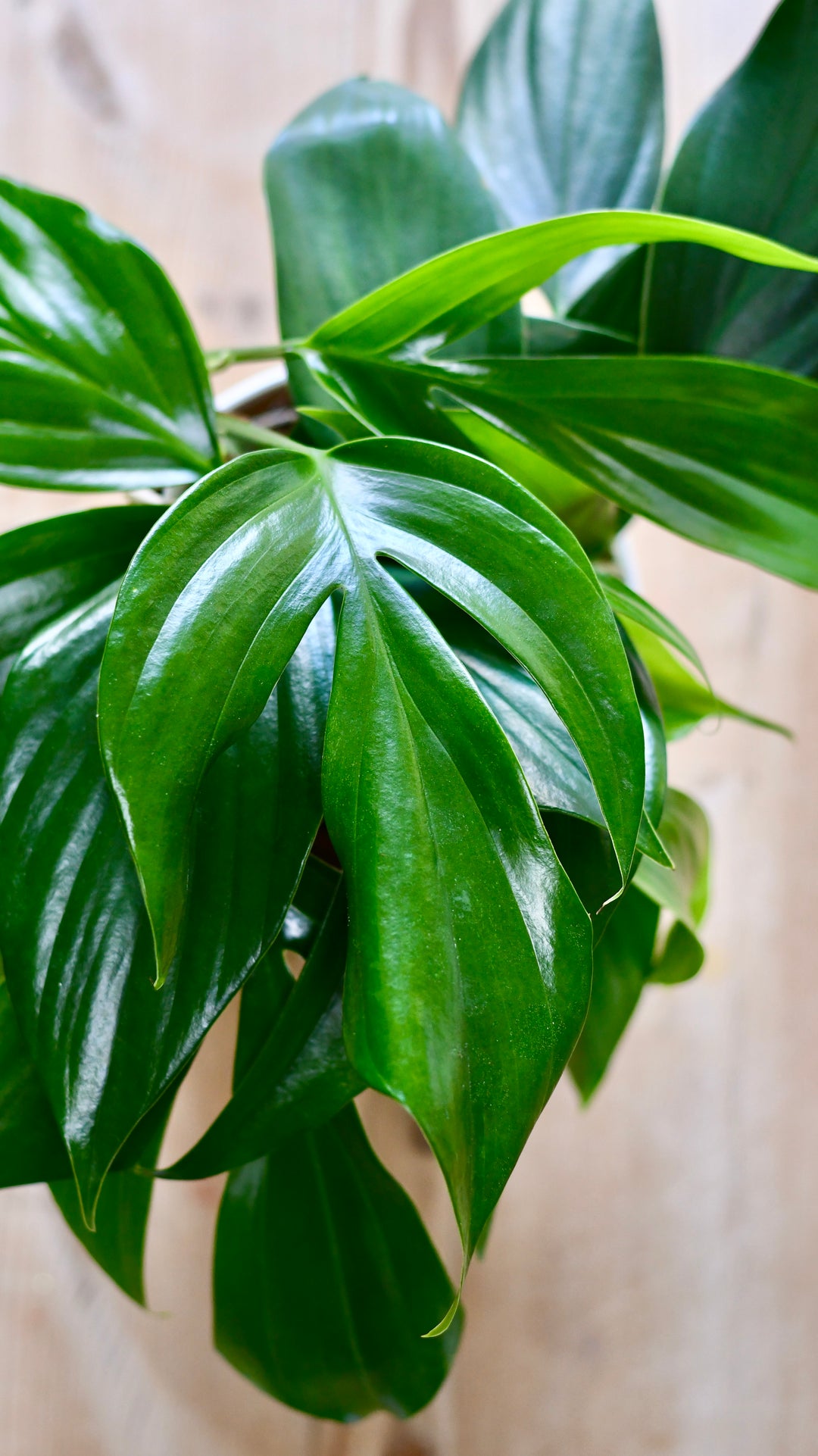 monstera dragon tail plant Epipremnum pinnatum | Dragon Tail Plant