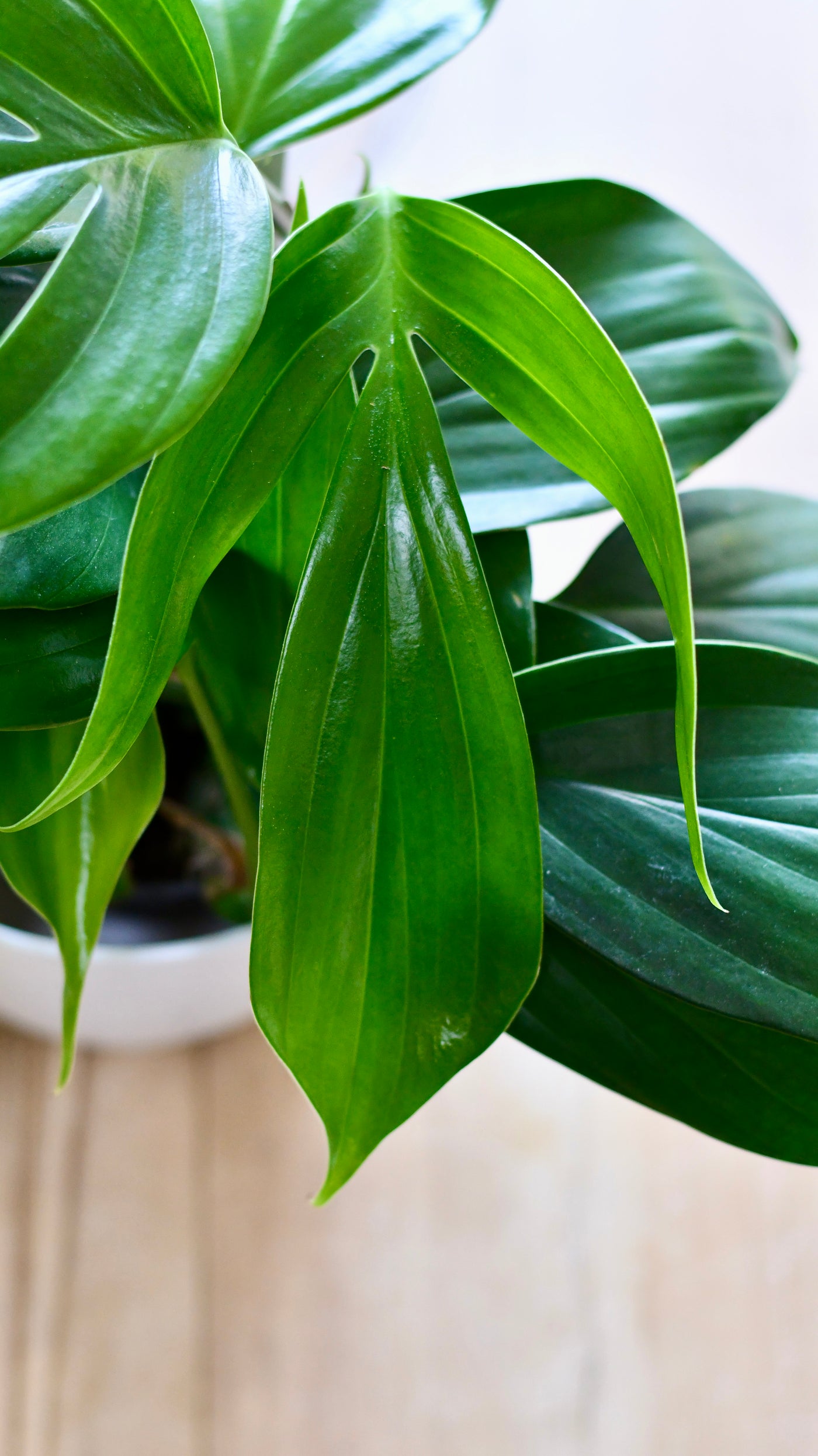 Epipremnum Pinnatum (Dragon Tail Plant)