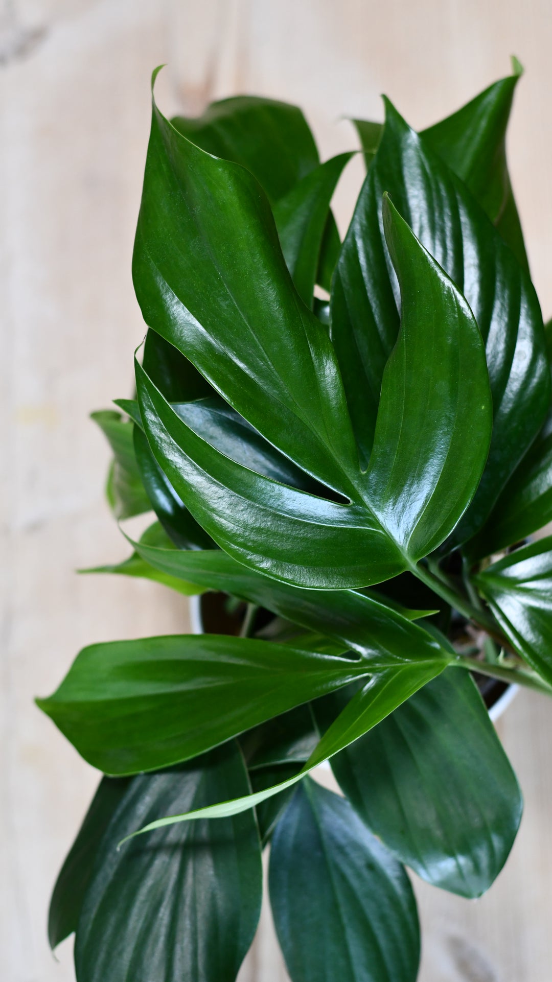 Epipremnum pinnatum | Dragon Tail Plant