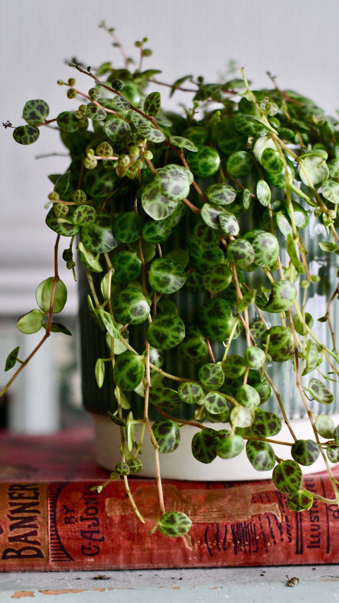 String of Turtles (Peperomia prostrata, turtles on a string)